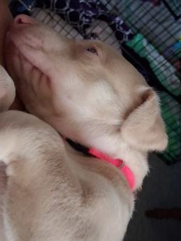Pink Collar