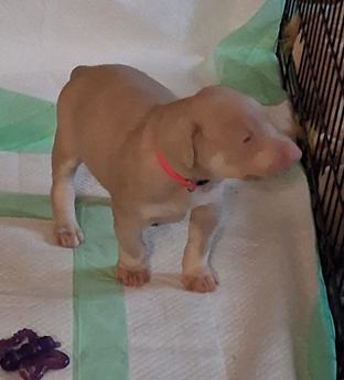 Pink Collar