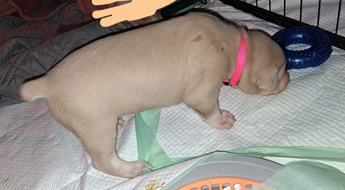 Pink Collar