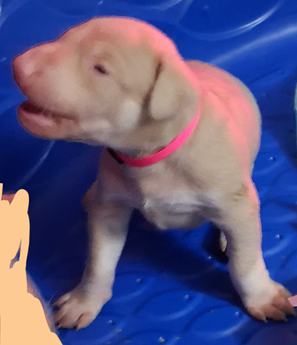 Pink Collar