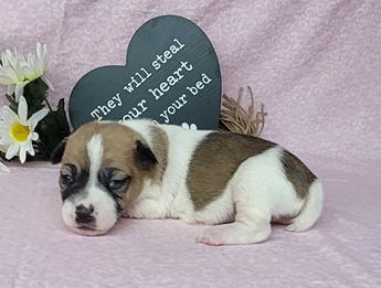 Pixie Purebred Jrt Female
