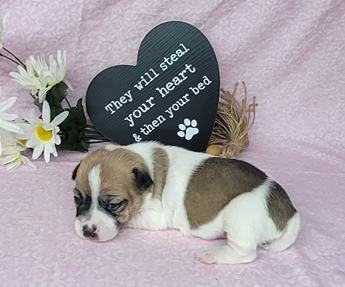 Pixie Purebred Jrt Female