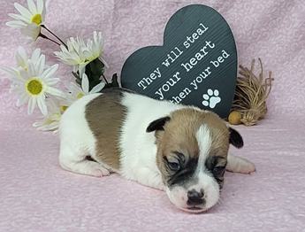 Pixie Purebred Jrt Female