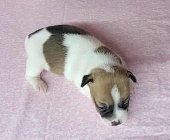 Pixie Purebred Jrt Female