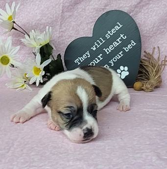 Pixie Purebred Jrt Female