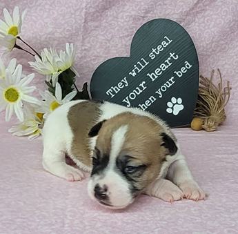 Pixie Purebred Jrt Female