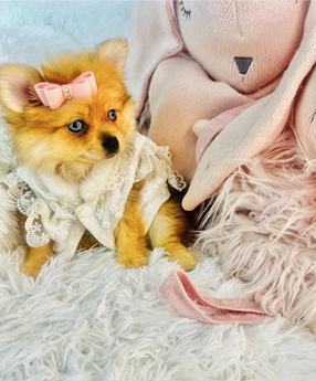 Pomeranian