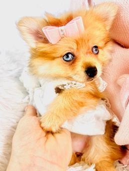 Pomeranian
