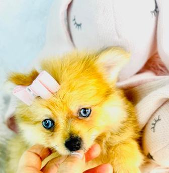 Pomeranian
