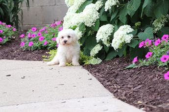 Poppy