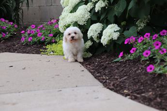Poppy
