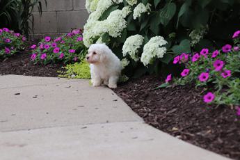 Poppy