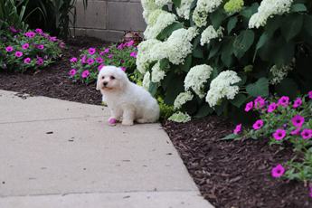 Poppy