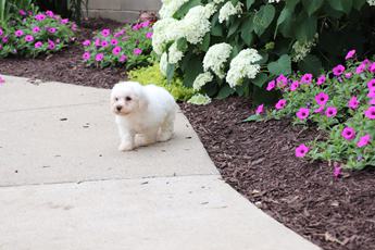 Poppy