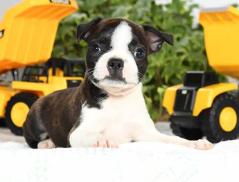 Rosie