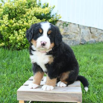 Rosie