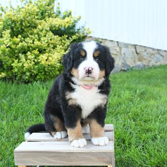Rosie