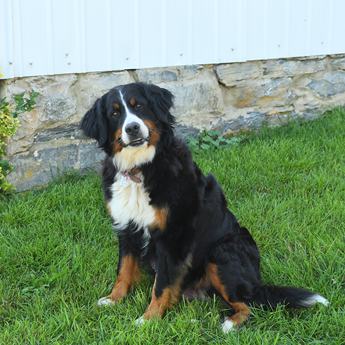 Rosie