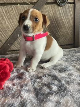 Rosie