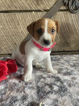 Rosie