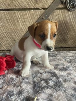 Rosie