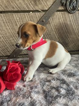 Rosie