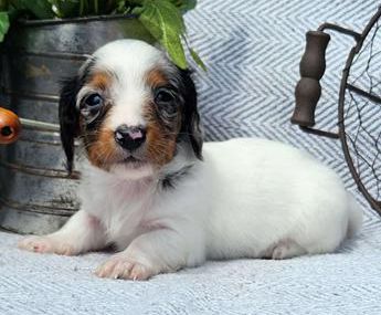 Sweetie
