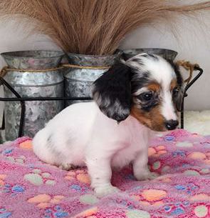 Sweetie