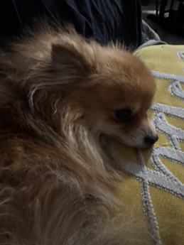 Sylvie
