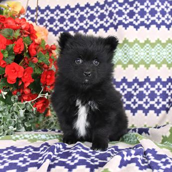 Teddy