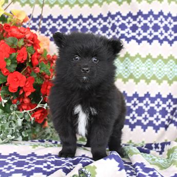Teddy