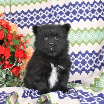 Teddy