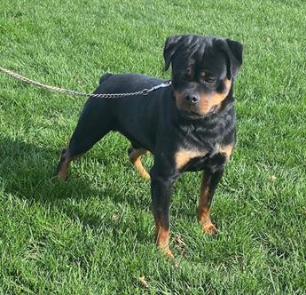 Tilly- Mini