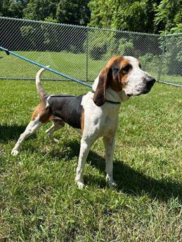 Walker Texas Ranger - Puppy Area