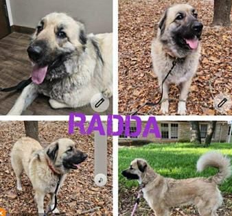 Radda