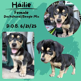 Hailie - Puppy Area