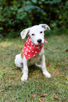 Skylar (Coming Soon) - Puppy Area