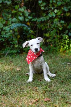Skylar (Coming Soon) - Puppy Area