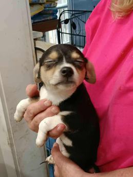 Twizzler - Puppy Area