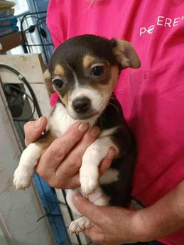 Twizzler - Puppy Area