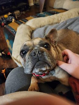 Jazelle - Puppy Area